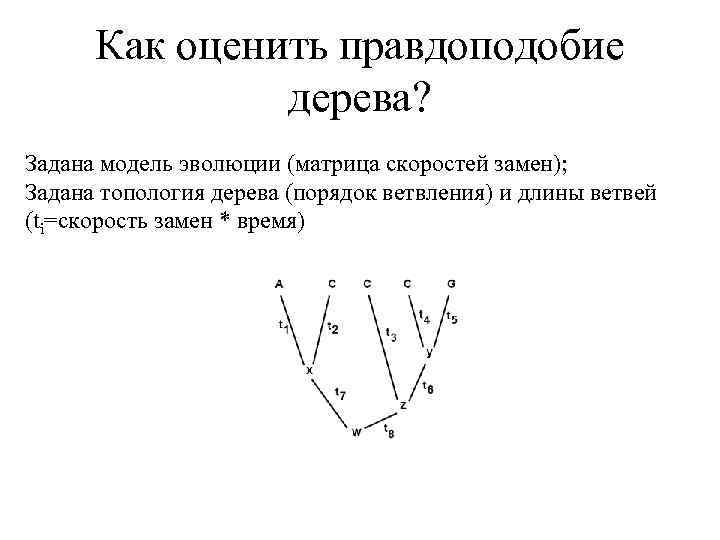 Как оценить правдоподобие дерева? Задана модель эволюции (матрица скоростей замен); Задана топология дерева (порядок