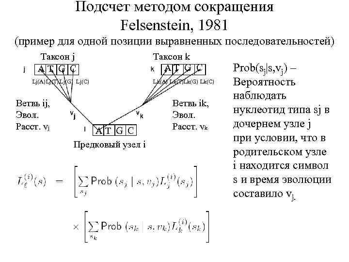 Подсчет методом сокращения Felsenstein, 1981 (пример для одной позиции выравненных последовательностей) Таксон j A