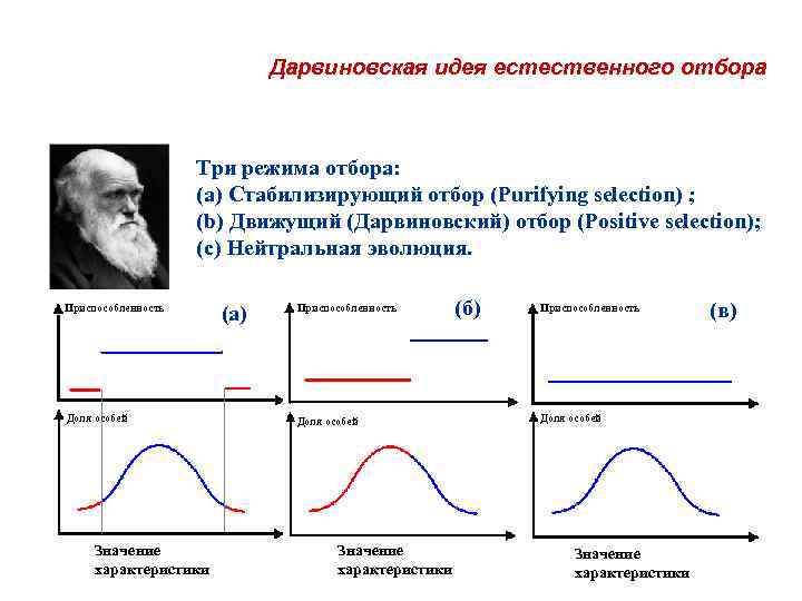 Дарвиновская идея естественного отбора Три режима отбора: (a) Стабилизирующий отбор (Purifying selection) ; (b)