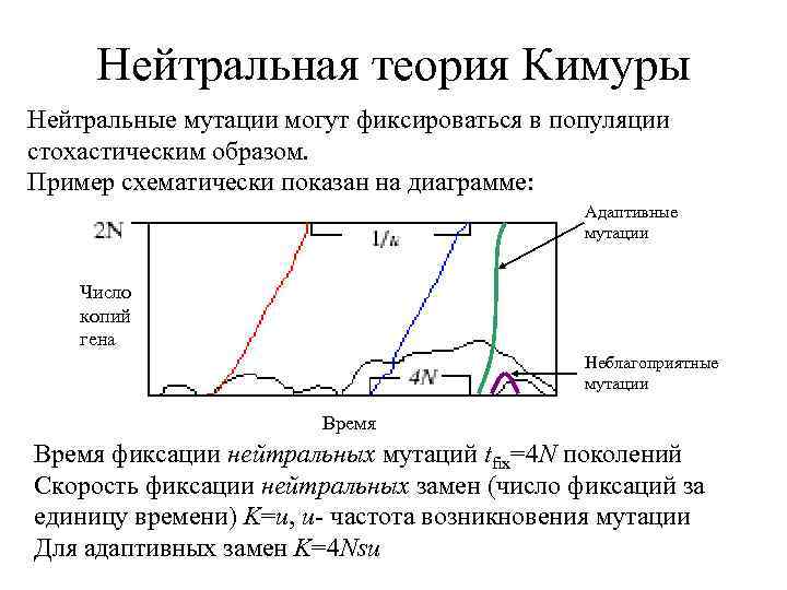 Понятие нейтрально. Нейтральная теория молекулярной эволюции кимуры. Теория нейтральной эволюции. Теория кимуры. Концепция нейтральной эволюции.