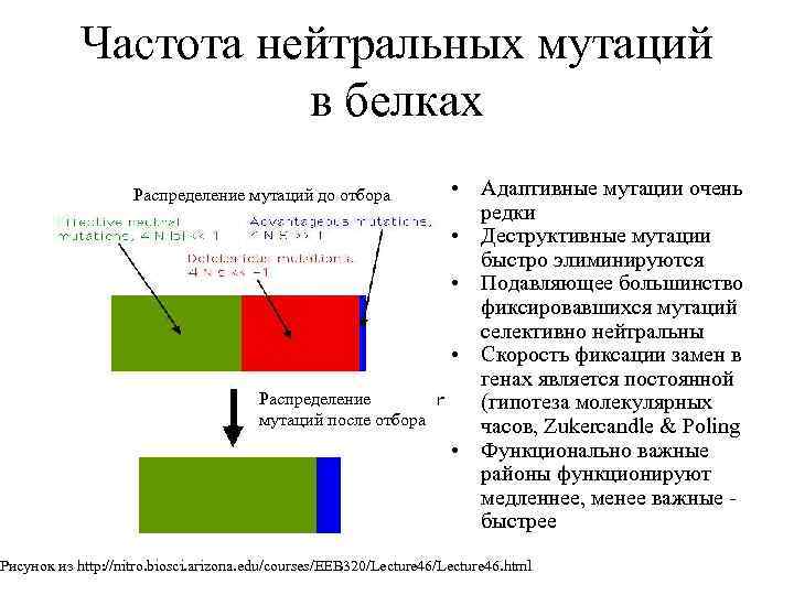 Частота нейтральных мутаций в белках Распределение мутаций до отбора Распределение мутаций после отбора •