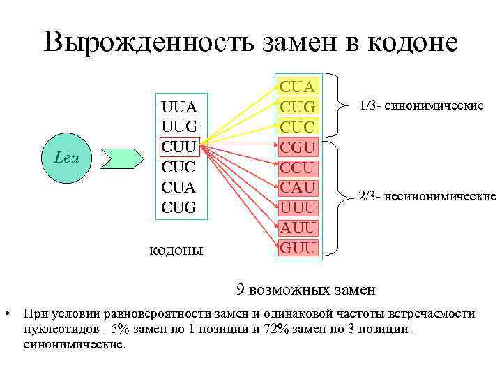 Вырожденность замен в кодоне Leu UUA UUG CUU CUC CUA CUG кодоны CUA CUG