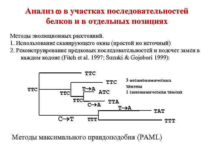 Анализ в участках последовательностей белков и в отдельных позициях Методы эволюционных расстояний. 1. Использование