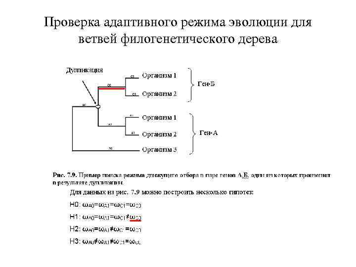 Проверка адаптивного режима эволюции для ветвей филогенетического дерева 