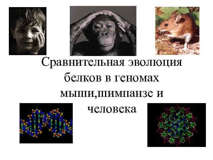 Сравнительная эволюция белков в геномах мыши, шимпанзе и человека 