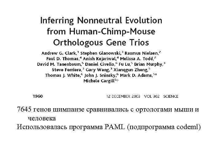 7645 генов шимпанзе сравнивались с ортологами мыши и человека Использовалась программа PAML (подпрограмма codeml)