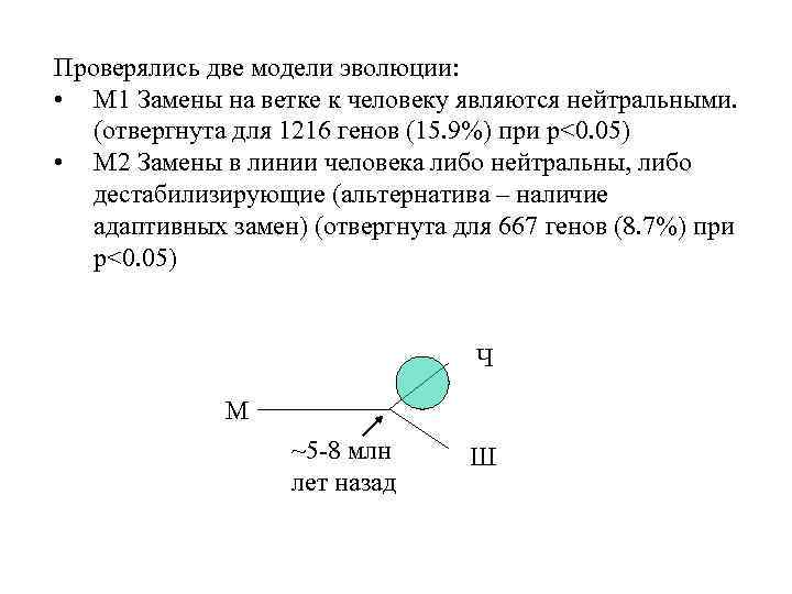 Проверялись две модели эволюции: • М 1 Замены на ветке к человеку являются нейтральными.