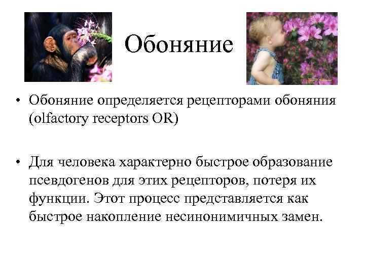 Обоняние • Обоняние определяется рецепторами обоняния (olfactory receptors OR) • Для человека характерно быстрое