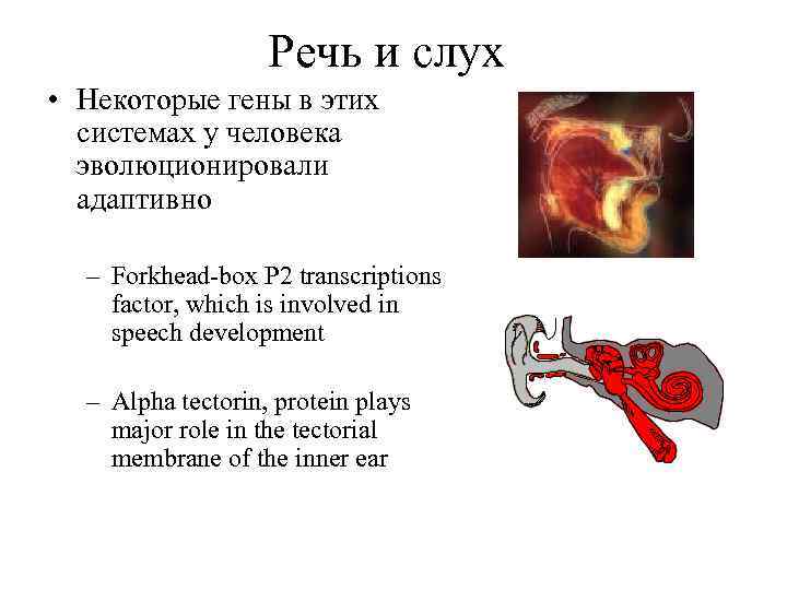 Речь и слух • Некоторые гены в этих системах у человека эволюционировали адаптивно –