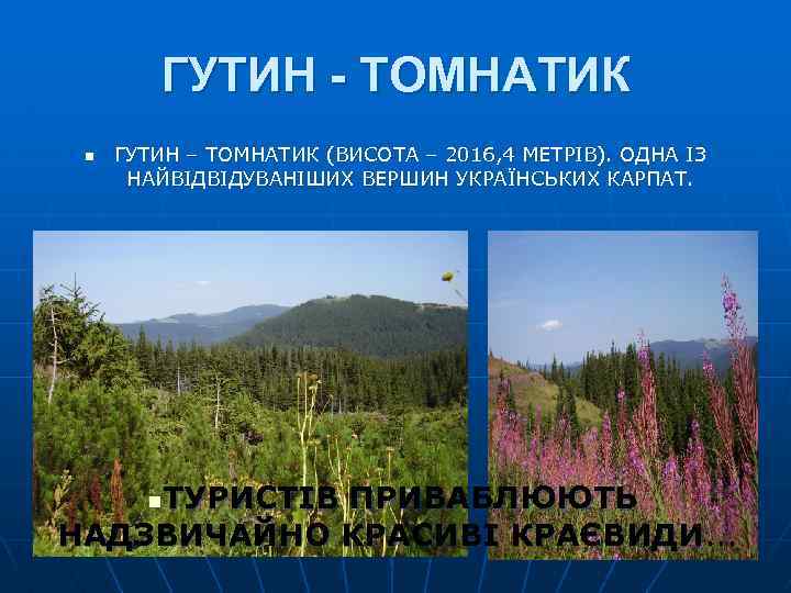 ГУТИН - ТОМНАТИК n ГУТИН – ТОМНАТИК (ВИСОТА – 2016, 4 МЕТРІВ). ОДНА ІЗ