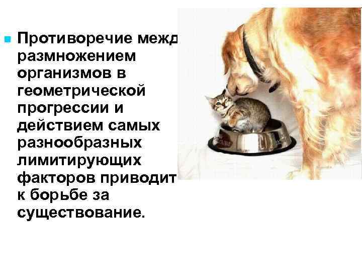 n Противоречие между размножением организмов в геометрической прогрессии и действием самых разнообразных лимитирующих факторов
