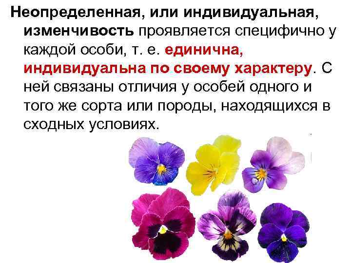 Индивидуальная изменчивость. Индивидуальная изменчивость Дарвин. Что такое Неопределенная или индивидуальная изменчивость. Определенная и Неопределенная изменчивость по Дарвину.