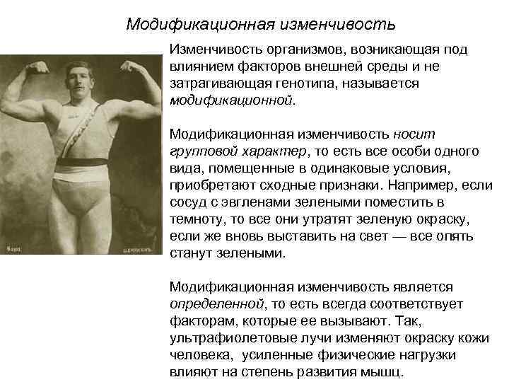 Модификационная изменчивость Изменчивость организмов, возникающая под влиянием факторов внешней среды и не затрагивающая генотипа,