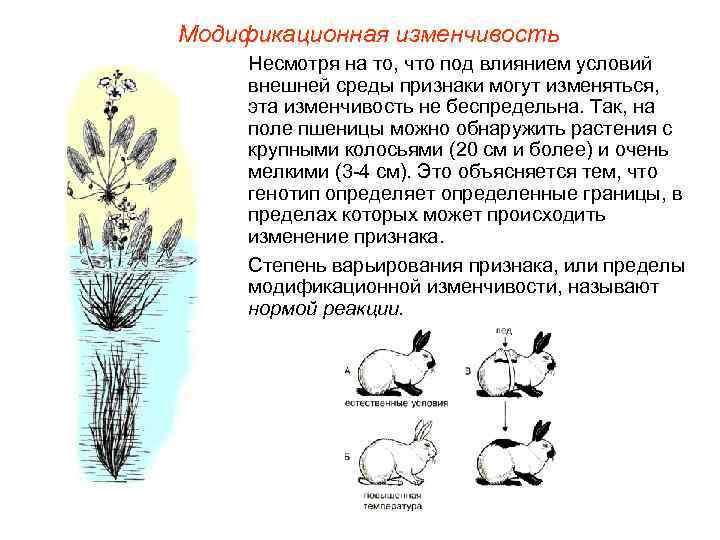 Модификационная изменчивость Несмотря на то, что под влиянием условий внешней среды признаки могут изменяться,