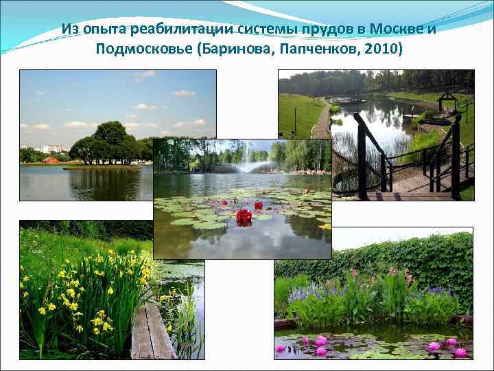 Из опыта реабилитации системы прудов в Москве и Подмосковье (Баринова, Папченков, 2010) 