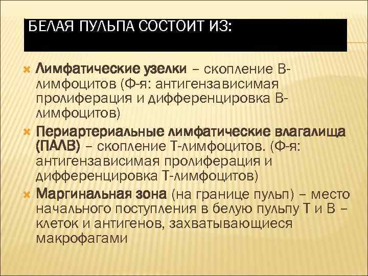 БЕЛАЯ ПУЛЬПА СОСТОИТ ИЗ: Лимфатические узелки – скопление Влимфоцитов (Ф-я: антигензависимая пролиферация и дифференцировка