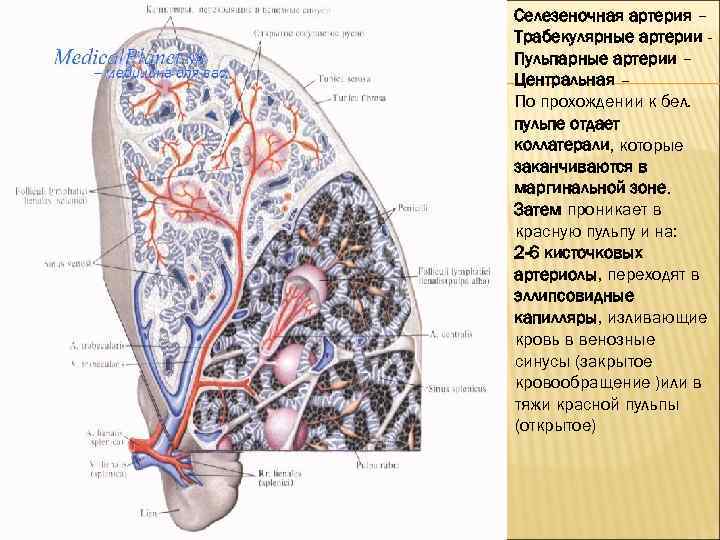 Селезеночная артерия – Трабекулярные артерии Пульпарные артерии – Центральная – По прохождении к бел.