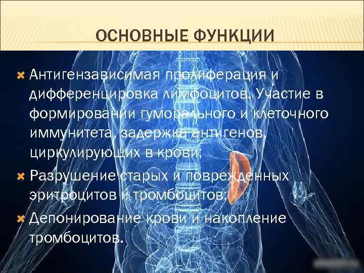 ОСНОВНЫЕ ФУНКЦИИ Антигензависимая пролиферация и дифференцировка лимфоцитов. Участие в формировании гуморального и клеточного иммунитета,