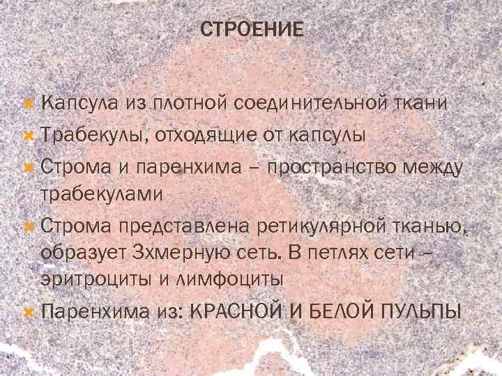СТРОЕНИЕ Капсула из плотной соединительной ткани Трабекулы, отходящие от капсулы Строма и паренхима –