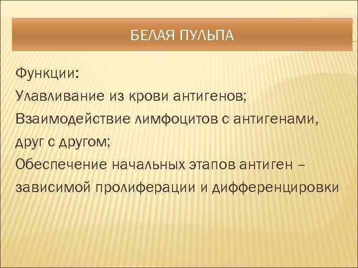 БЕЛАЯ ПУЛЬПА Функции: Улавливание из крови антигенов; Взаимодействие лимфоцитов с антигенами, друг с другом;