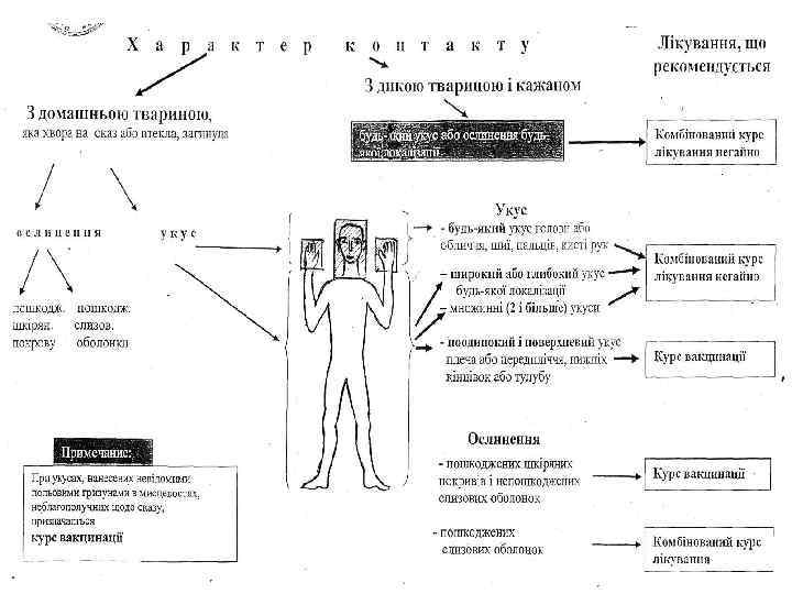 Схема антирабической вакцинации