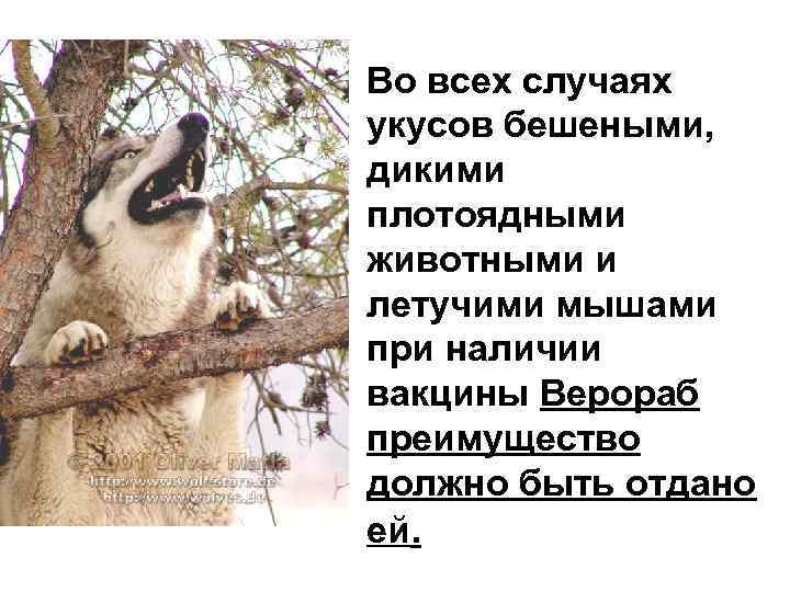 Во всех случаях укусов бешеными, дикими плотоядными животными и летучими мышами при наличии вакцины