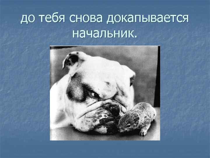 до тебя снова докапывается начальник. 