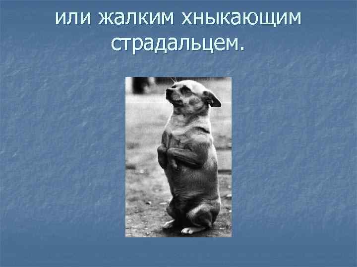 или жалким хныкающим страдальцем. 