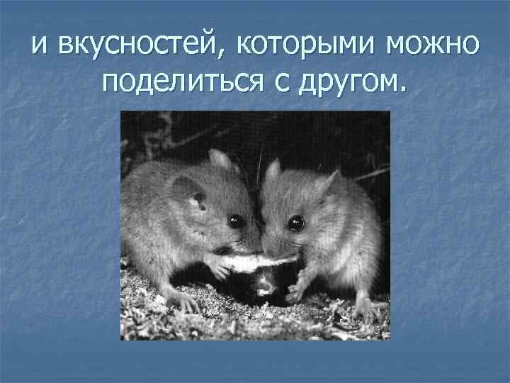 и вкусностей, которыми можно поделиться с другом. 