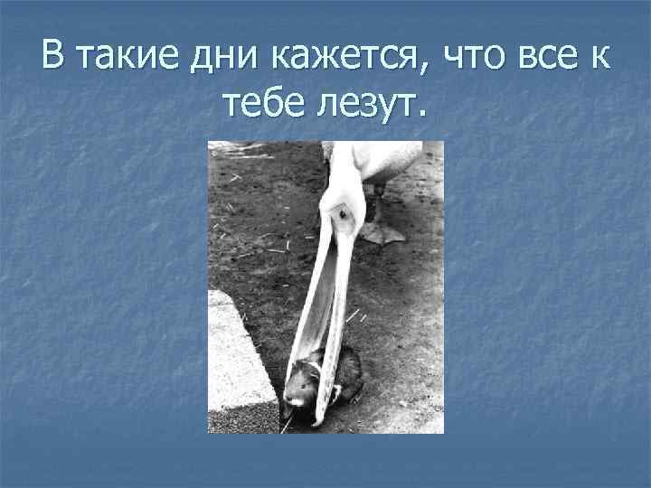 В такие дни кажется, что все к тебе лезут. 