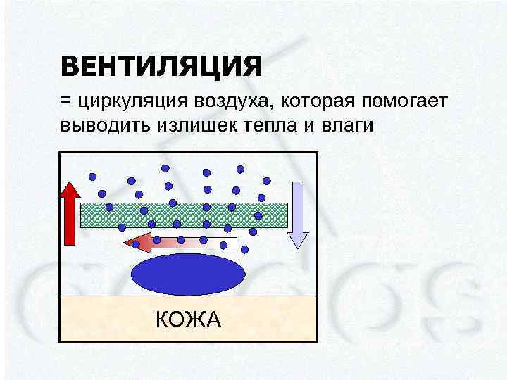 ВЕНТИЛЯЦИЯ = циркуляция воздуха, которая помогает выводить излишек тепла и влаги КОЖА 