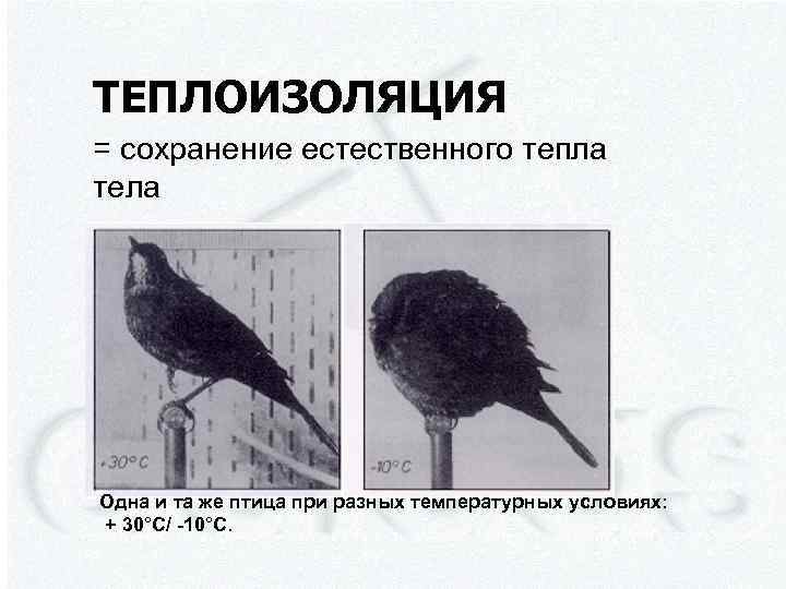 ТЕПЛОИЗОЛЯЦИЯ = сохранение естественного тепла тела Одна и та же птица при разных температурных