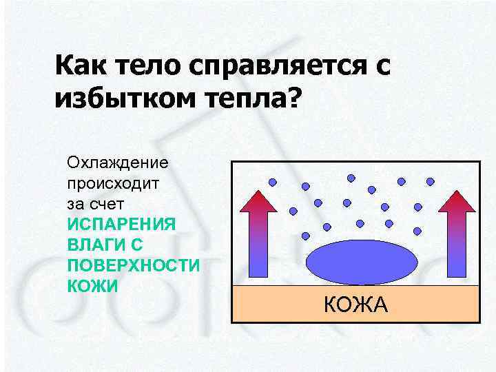 Как тело справляется с избытком тепла? Охлаждение происходит за счет ИСПАРЕНИЯ ВЛАГИ С ПОВЕРХНОСТИ