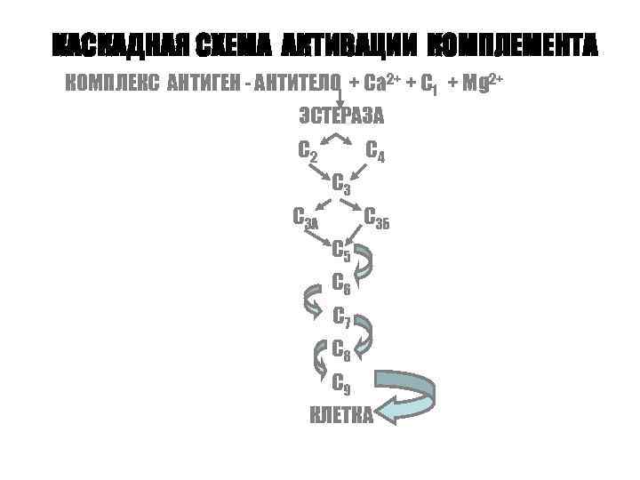 КАСКАДНАЯ СХЕМА АКТИВАЦИИ КОМПЛЕМЕНТА КОМПЛЕКС АНТИГЕН - АНТИТЕЛО + Са 2+ + С 1