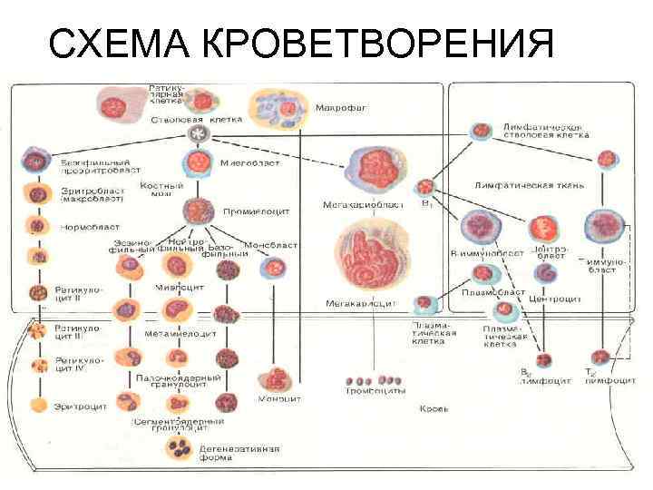 СХЕМА КРОВЕТВОРЕНИЯ 