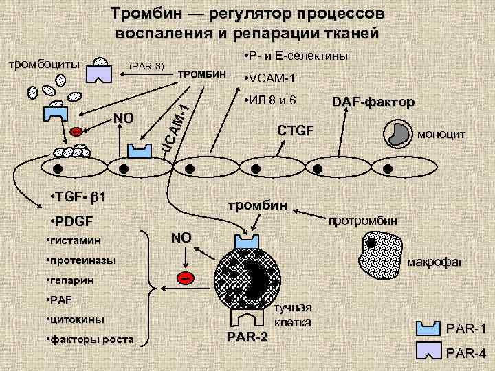 Тромбин — регулятор процессов воспаления и репарации тканей тромбоциты NO ТРОМБИН ICA M-1 (PAR-3)