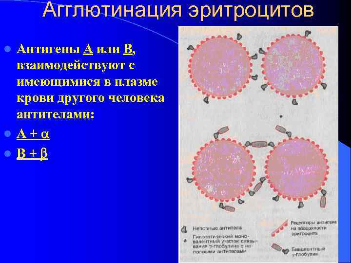 Агглютинация эритроцитов Антигены А или В, взаимодействуют с имеющимися в плазме крови другого человека
