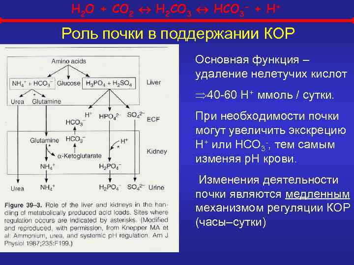 H 2 O + CO 2 H 2 CO 3 HCO 3 - +