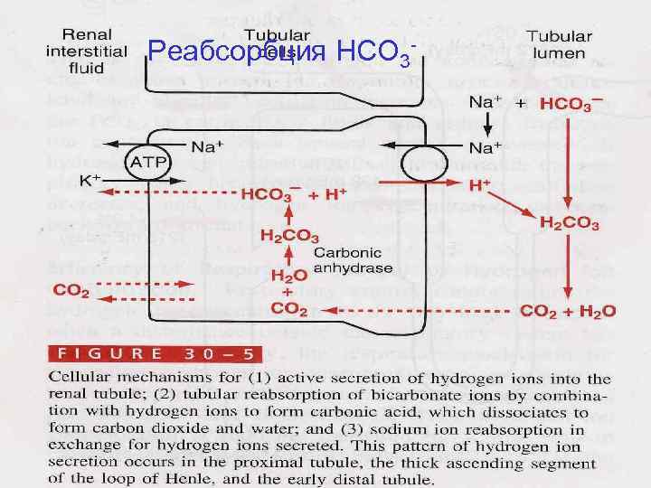 Реабсорбция НСО 3 - 