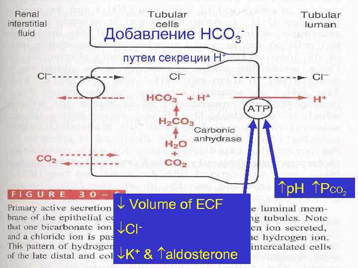 Добавление НСО 3 путем секреции Н+ Volume of ECF Cl K+ & aldosterone p.