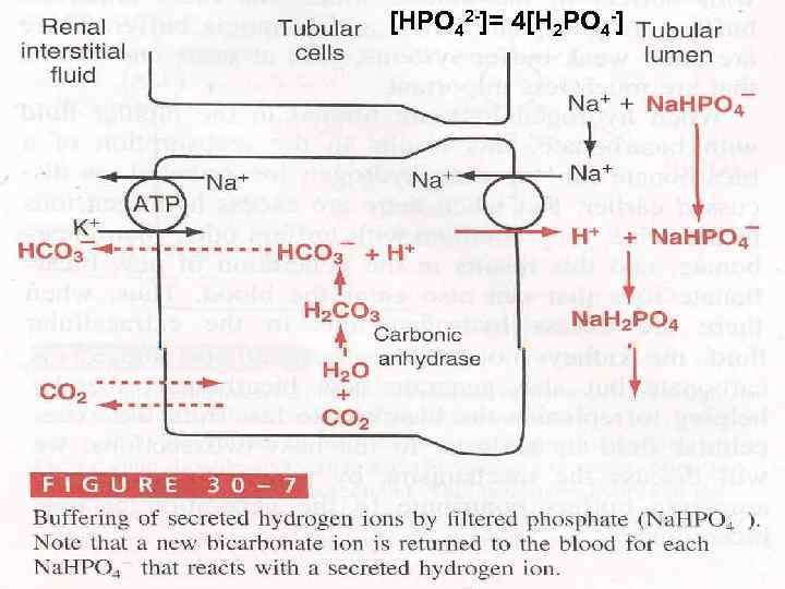 [HPO 42 -]= 4[H 2 PO 4 -] 