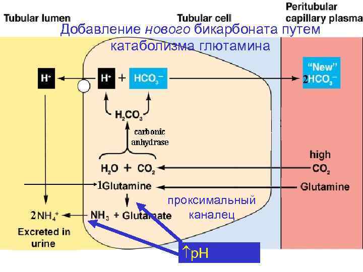 Добавление нового бикарбоната путем катаболизма глютамина 2 1 2 проксимальный каналец p. H 