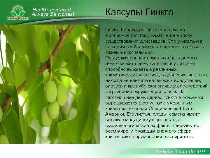 Капсулы Гинкго билоба, возник около двухсот миллионов лет тому назад, еще в эпоху существования