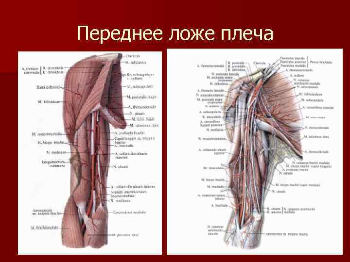 Переднее ложе плеча 