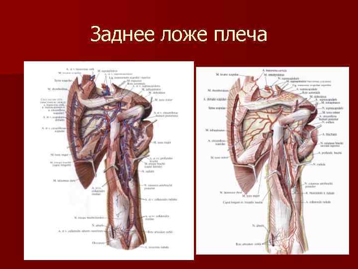 Заднее ложе плеча 