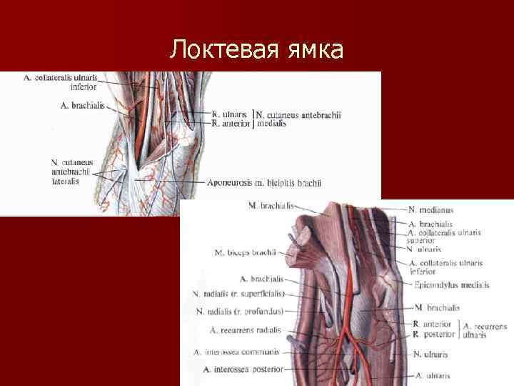 Локтевая ямка 