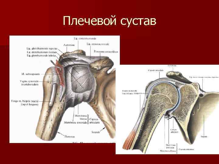 Плечевой сустав 