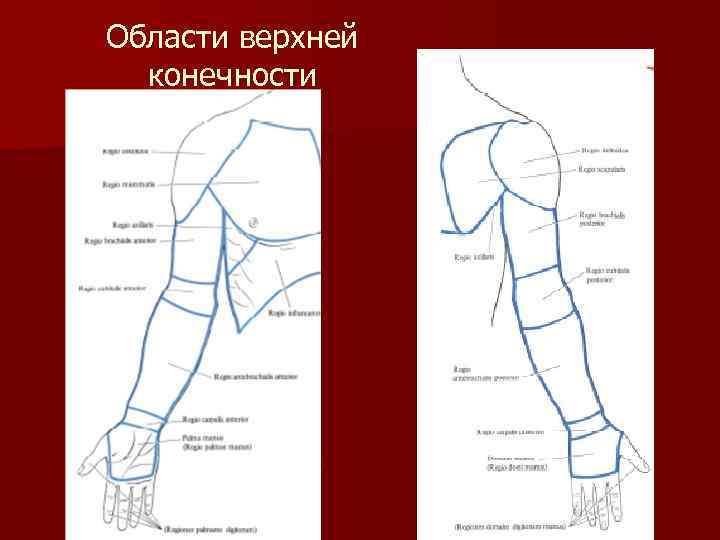 Нижняя средняя треть плеча