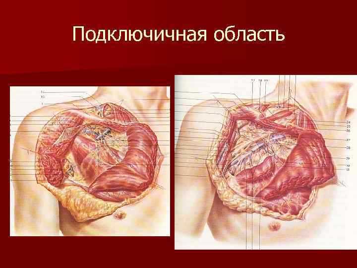 Подключичная область 