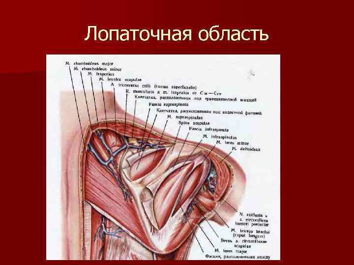 Лопаточная область 